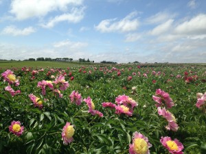 Field in Bloom Pic 11