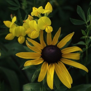 Black Eye Susan1