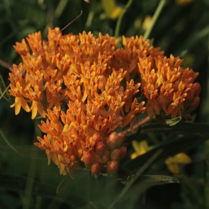 Butterfly Weed1