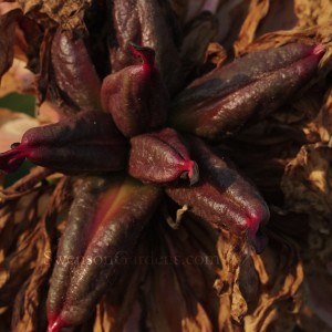 Candy Strip Seed Pods-1