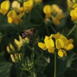 Honey Bee and Trefoil1