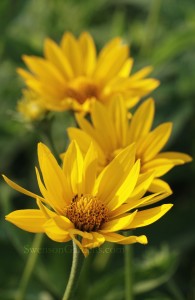 Smooth Oxeye1