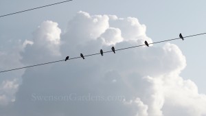 Tree Swallows-1