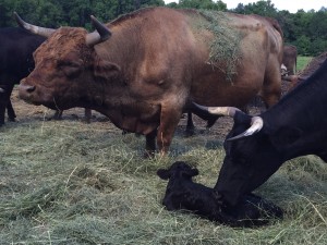 New Calf on farm