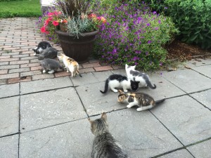 New Kitties