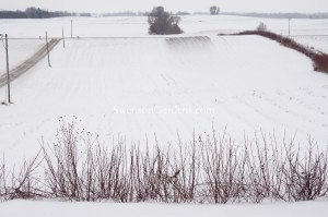 2016 Peony Snow Field-1
