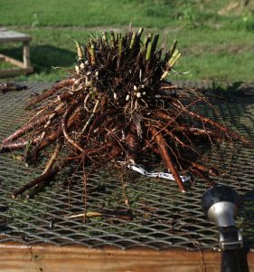 peony-root-before-dividing-1