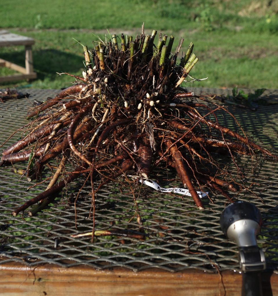 So what does a swenson gardens peony plant look like? Swenson Gardens