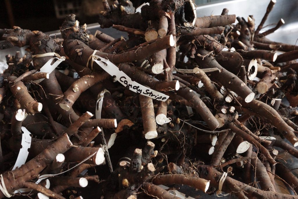 So what does a swenson gardens peony plant look like? Swenson Gardens