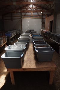 barn-tubs-1