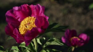 First bloom subspecies 'Hutthi'