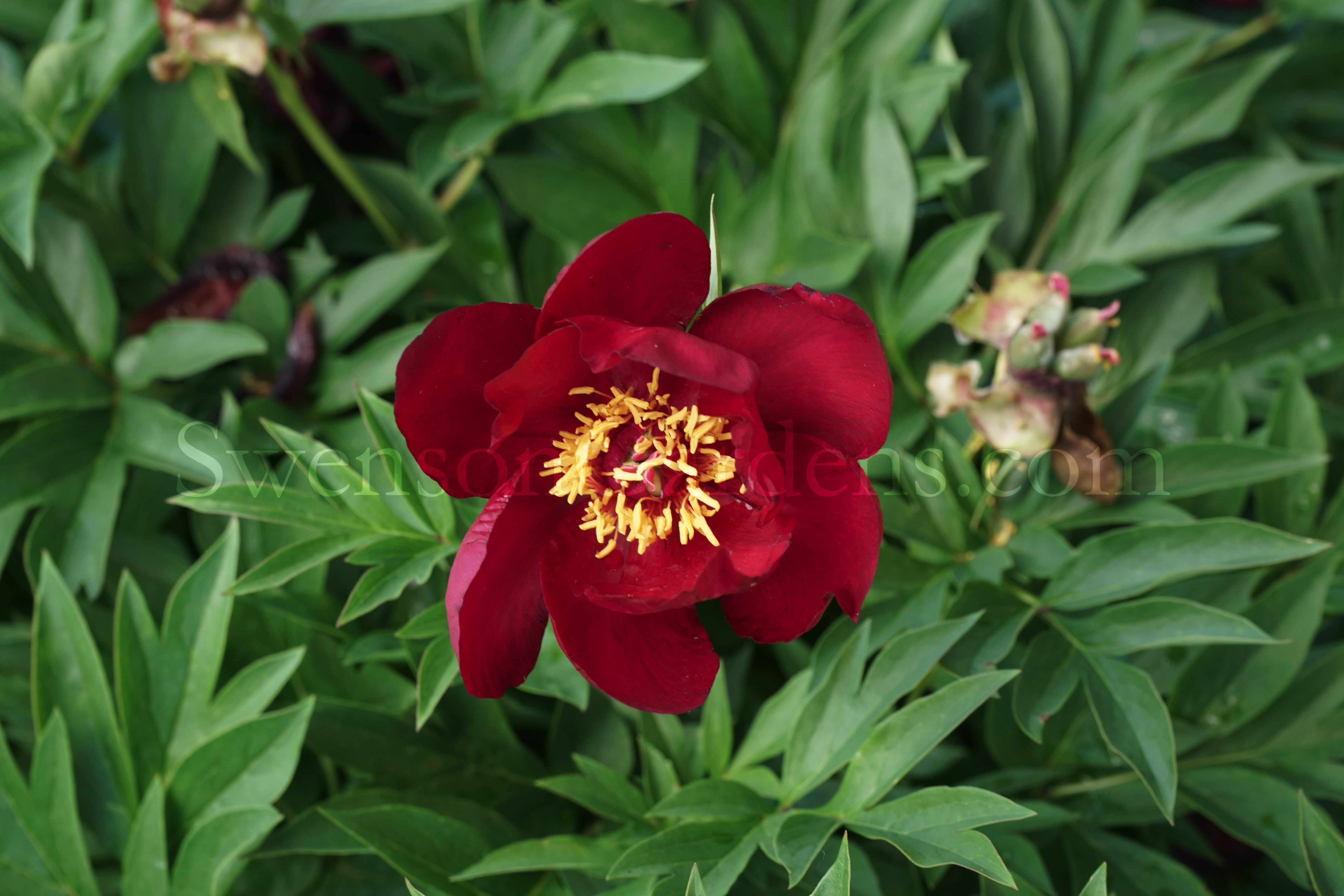 Photo of the entire plant of Peony (Paeonia lactiflora 'Neon') posted by  admin 