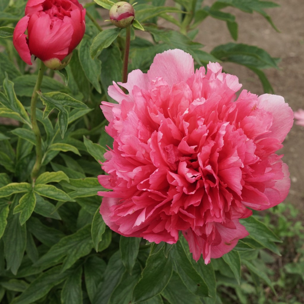 Peony Field Days 2015 Recap Swenson Gardens
