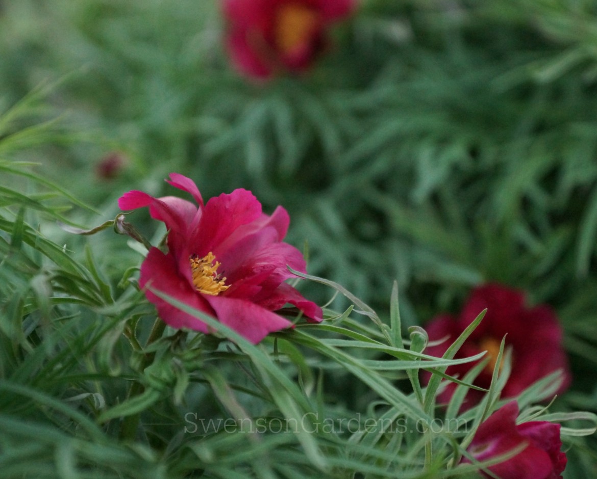 Peony field jottings… Swenson Gardens