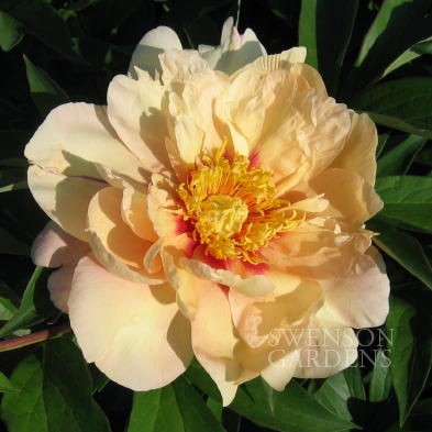 Intersectional Hybrid Peonies - Intersectional Peonies