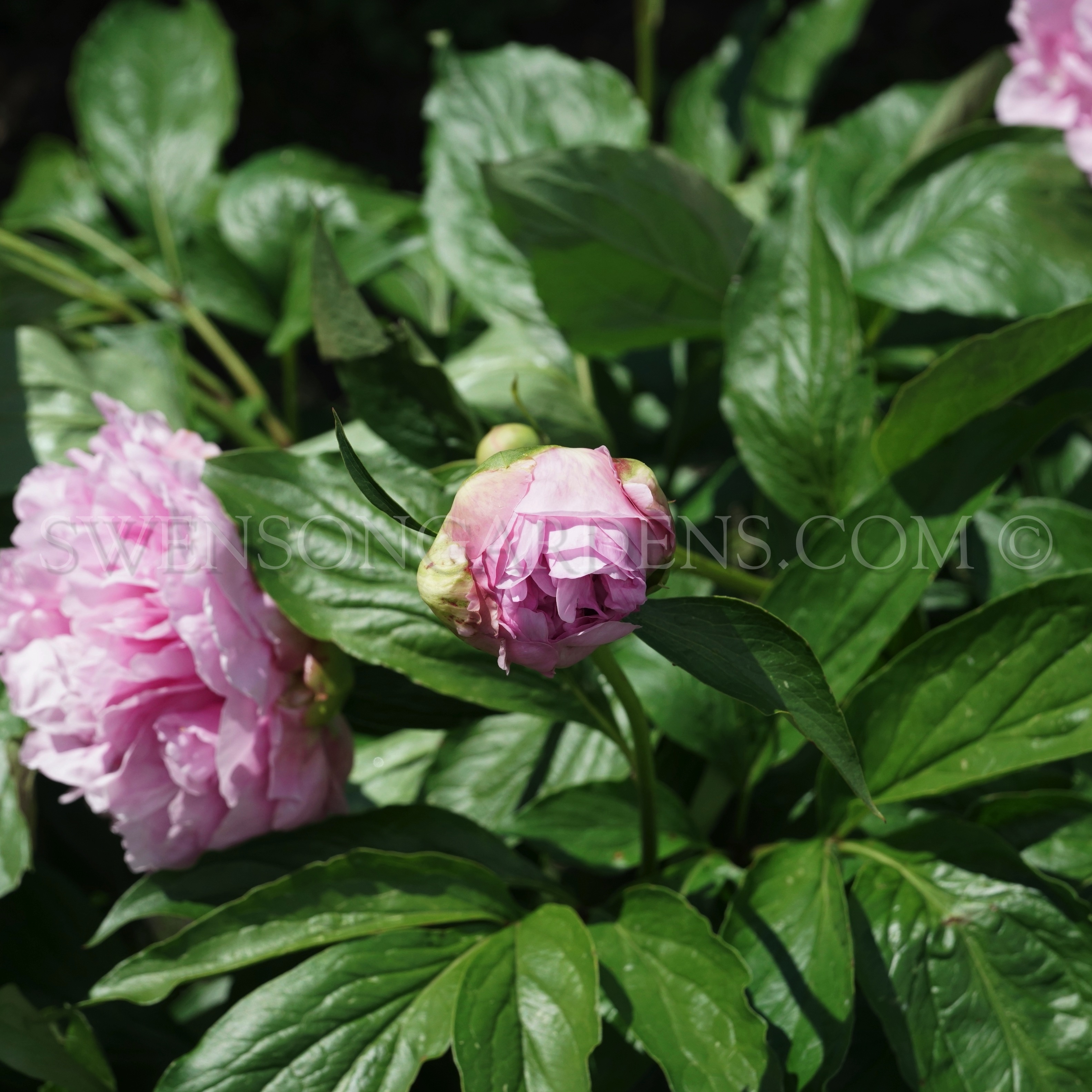 RADIANT BONNET