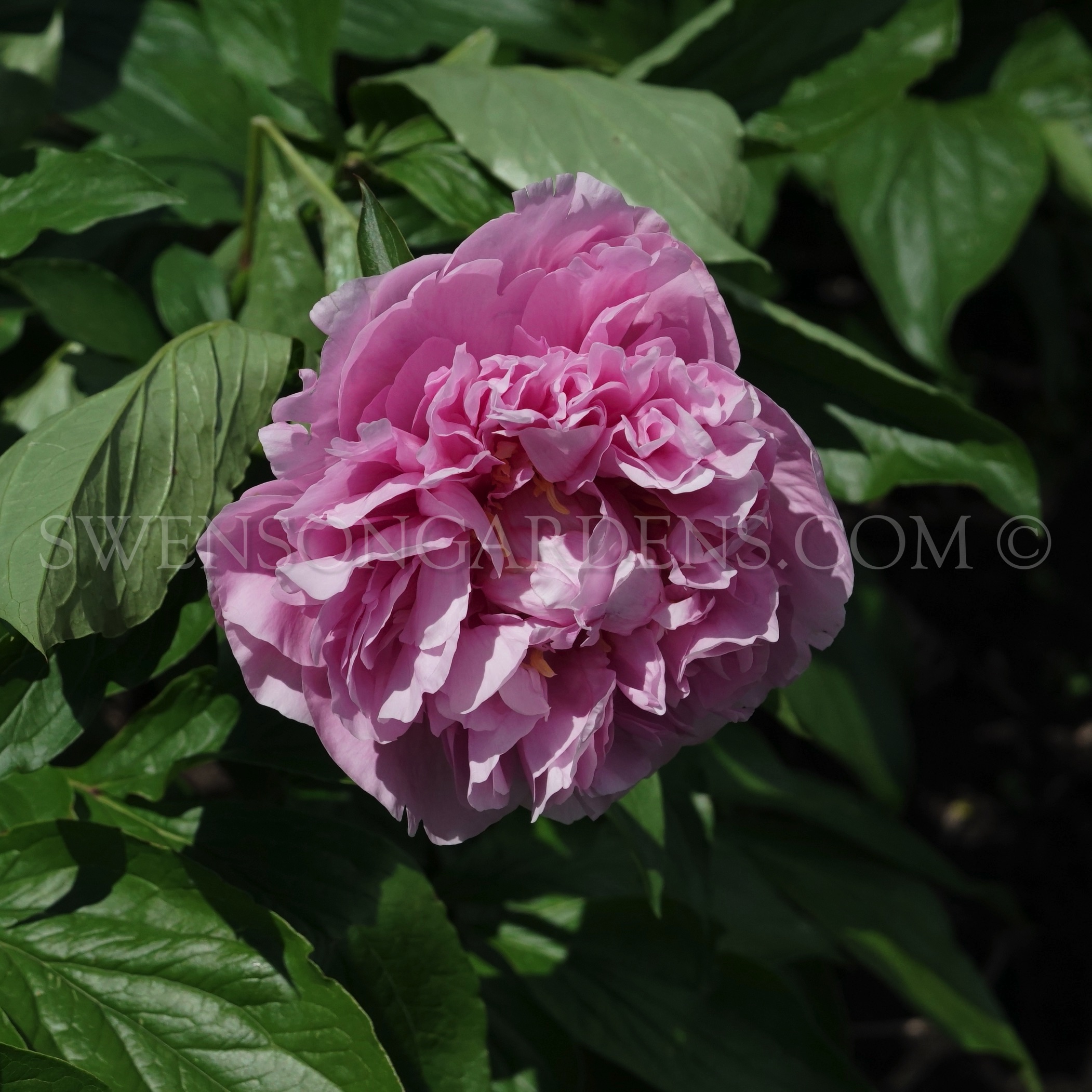 RADIANT BONNET