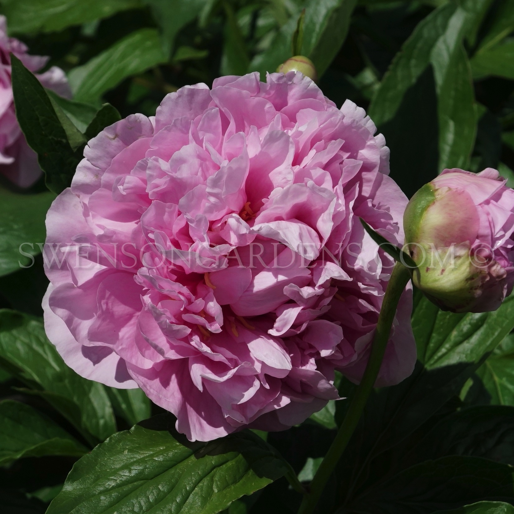 RADIANT BONNET