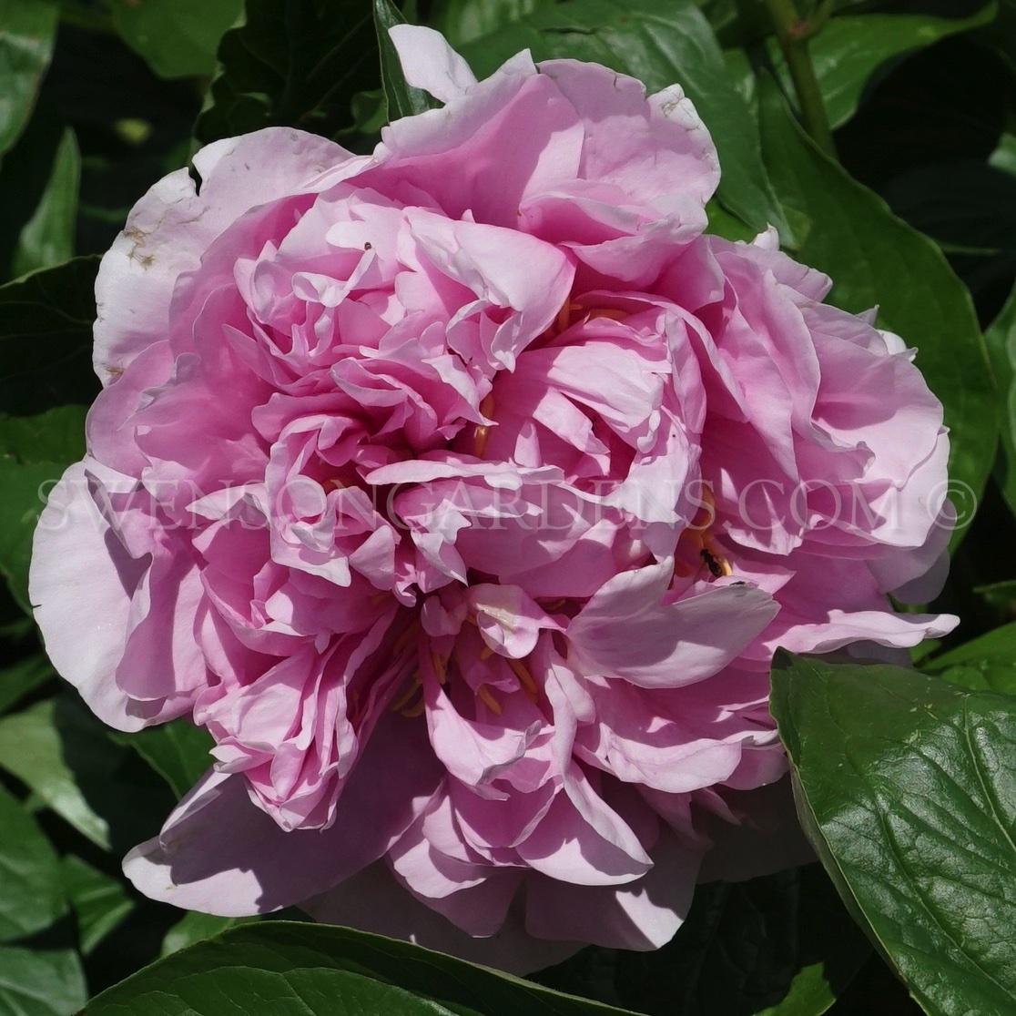 RADIANT BONNET